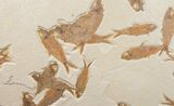Fossil Fish Mass Mortality Plate - x #10874-2